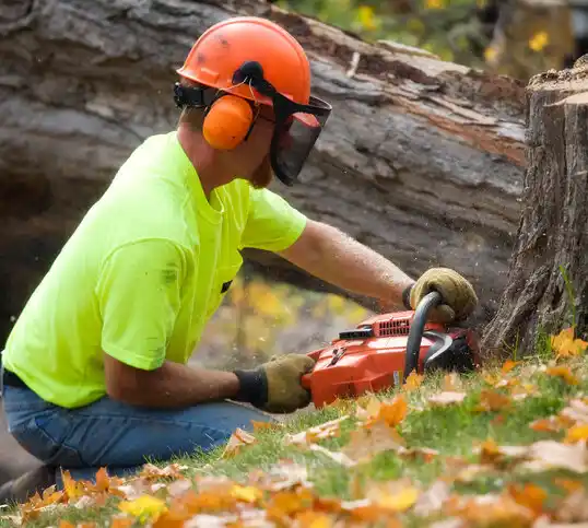 tree services Alanson